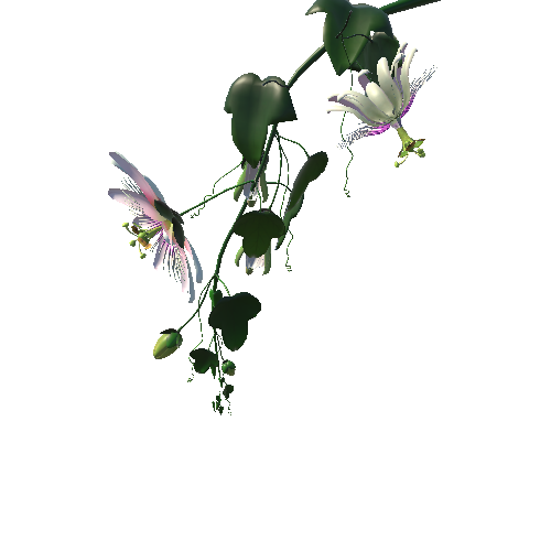Flower Passifloraceae2